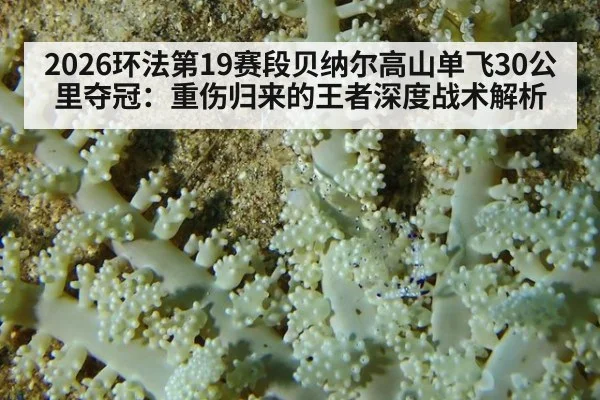 2026环法第19赛段贝纳尔高山单飞30公里夺冠：重伤归来的王者深度战术解析